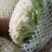 白面青梗松花菜散花2~3斤乳白，质量不错