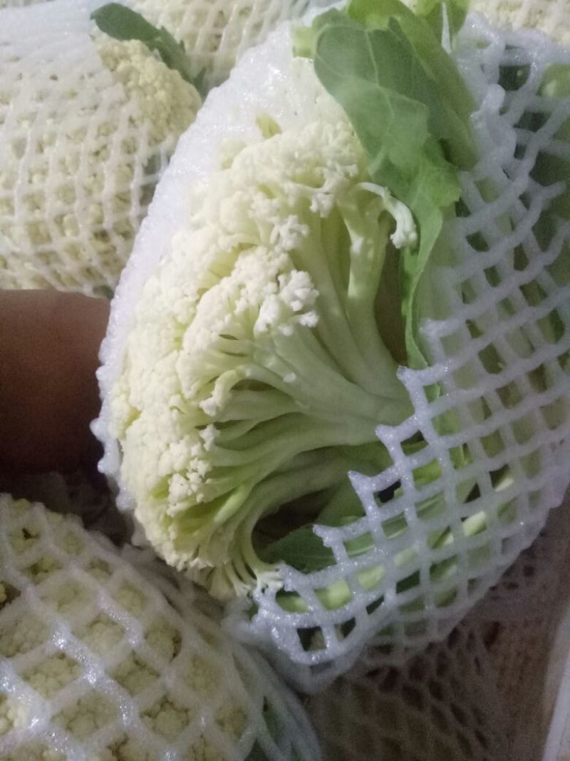 白面青梗松花菜散花2~3斤乳白，质量不错