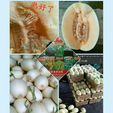 东方蜜1号甜瓜精品5斤