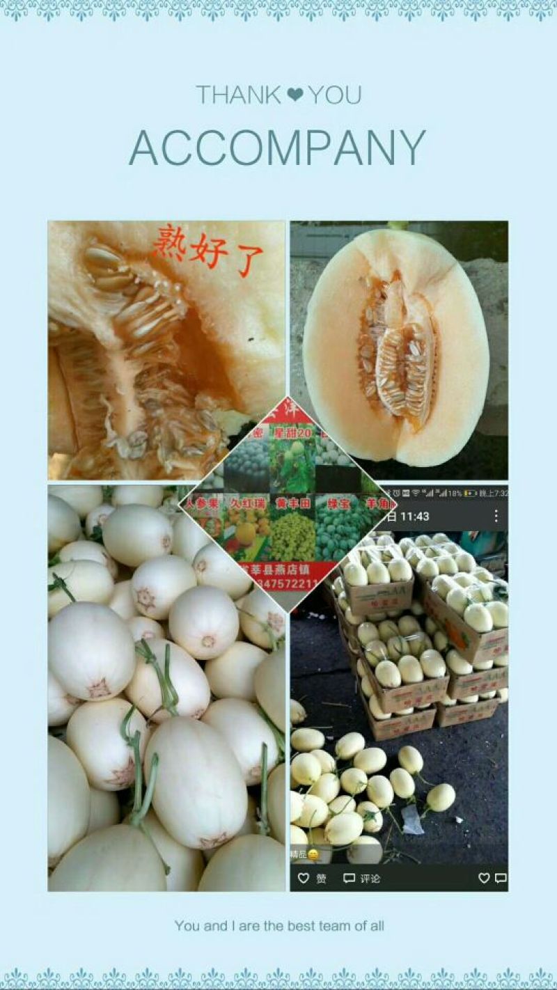 东方蜜1号甜瓜精品5斤
