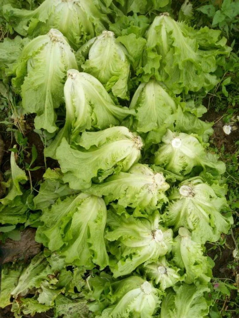 生菜3两~4两
