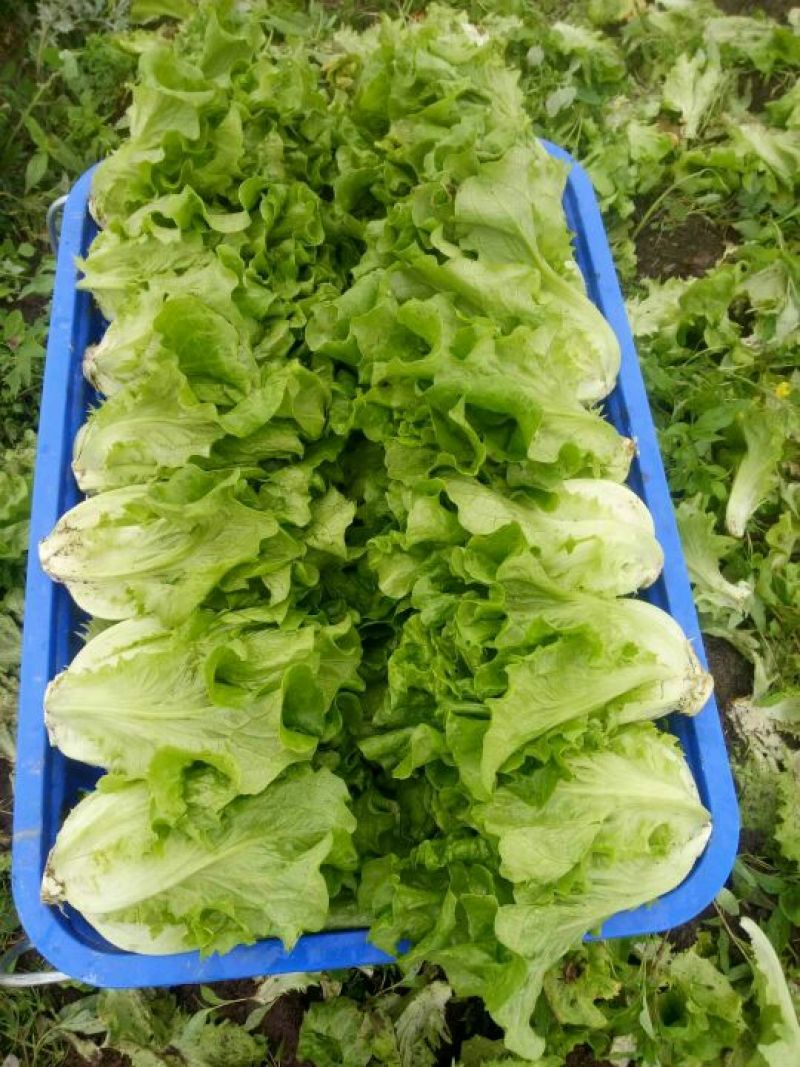 生菜3两~4两