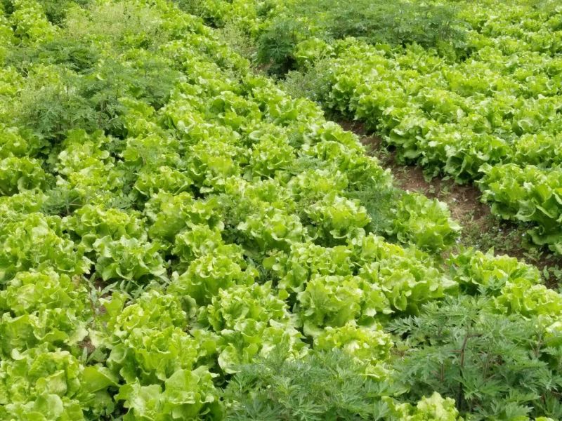 生菜3两~4两