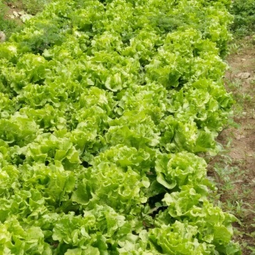 生菜3两~4两