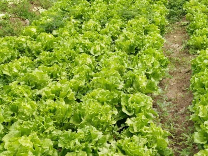 生菜3两~4两
