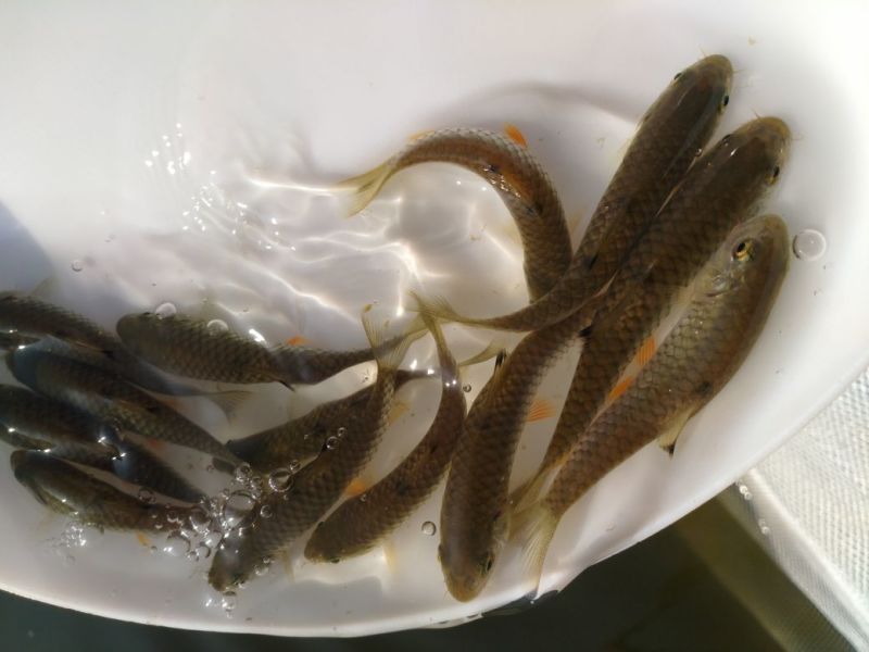 军鱼苗青竹鲩鱼苗坑娟鱼光倒刺粑鱼苗