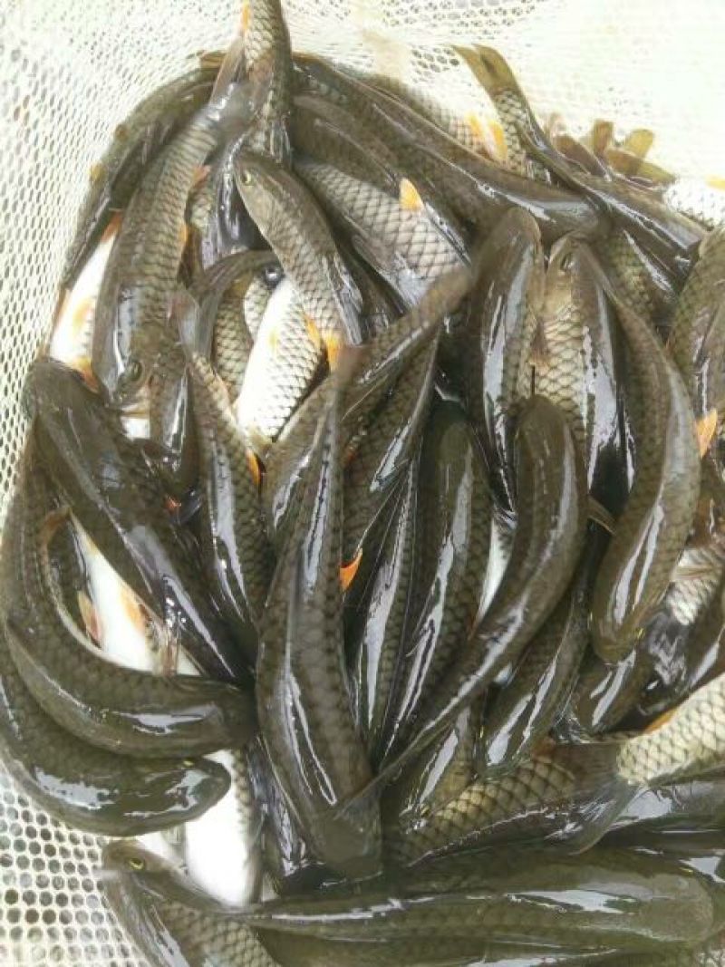 军鱼苗青竹鲩鱼苗坑娟鱼光倒刺粑鱼苗