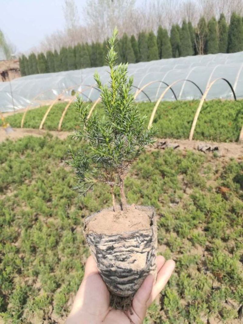 桧柏营养杯苗成活率高不缓苗基地直销自然塔形