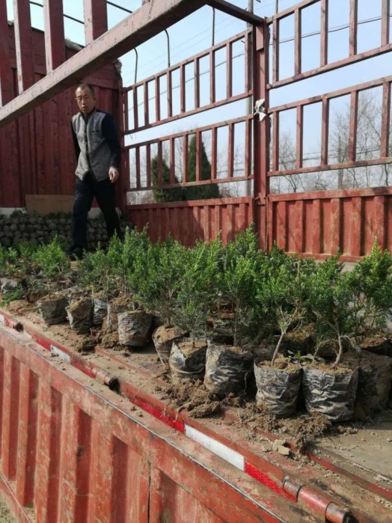 桧柏营养杯苗成活率高不缓苗基地直销自然塔形