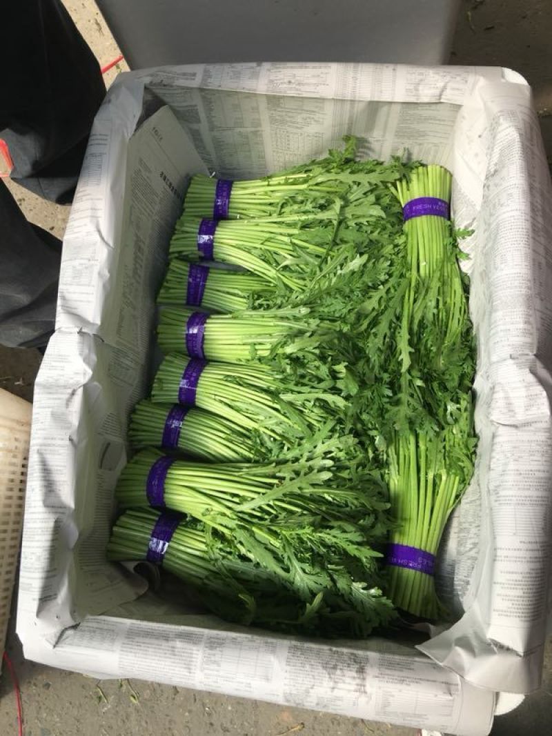 茼蒿蒿子杆遇冷包装常年供应精品包装10~15cm