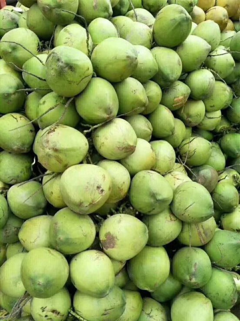 椰青4~5斤