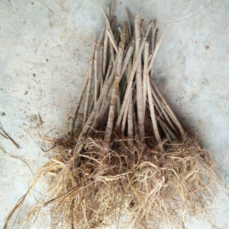 台湾四季果桑苗40~50cm