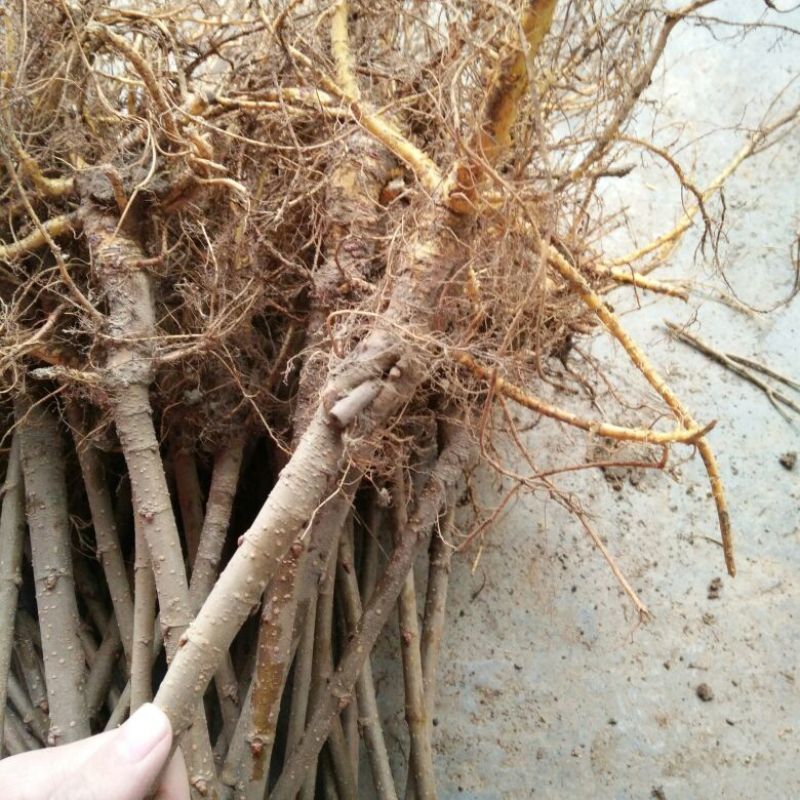 台湾四季果桑苗40~50cm