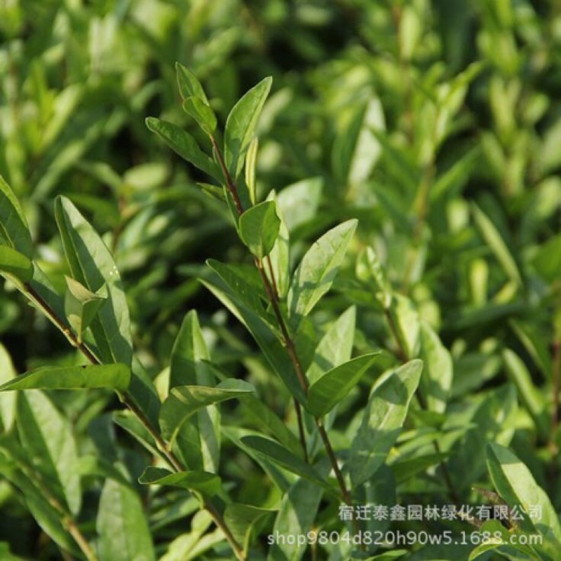 水腊30~50cm