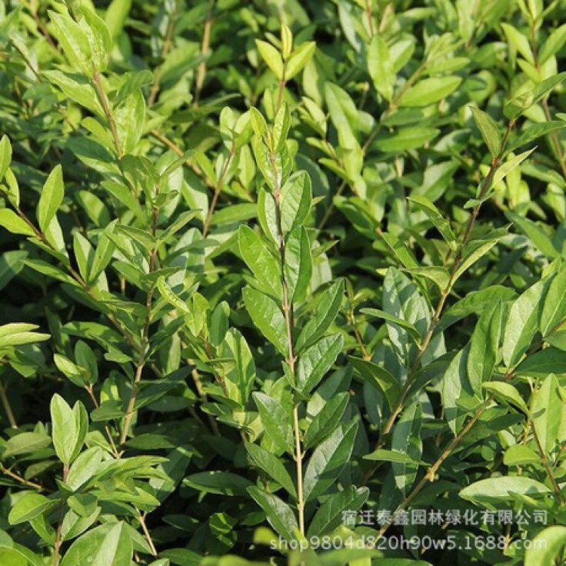水腊30~50cm