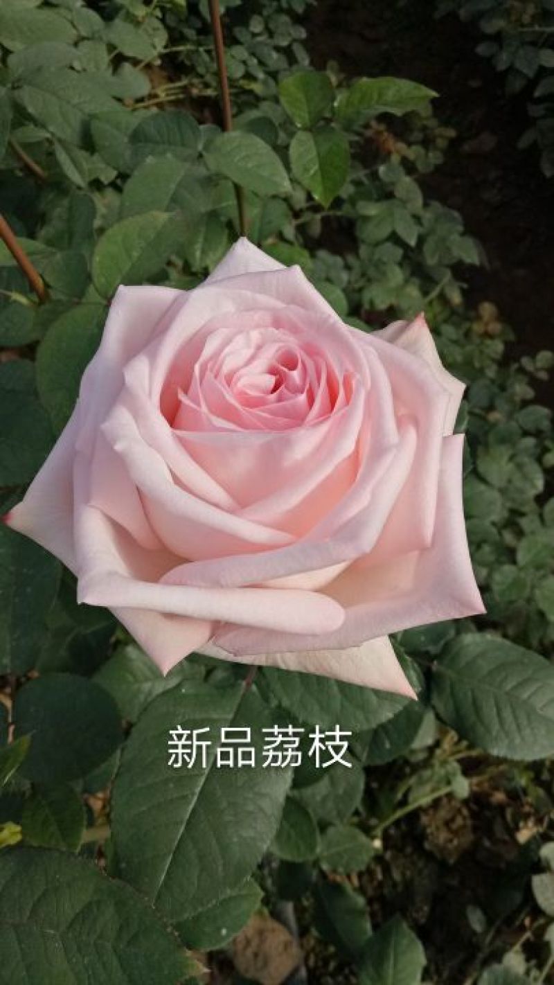 厂家直销大花月季苗微型月季四季开花成活高