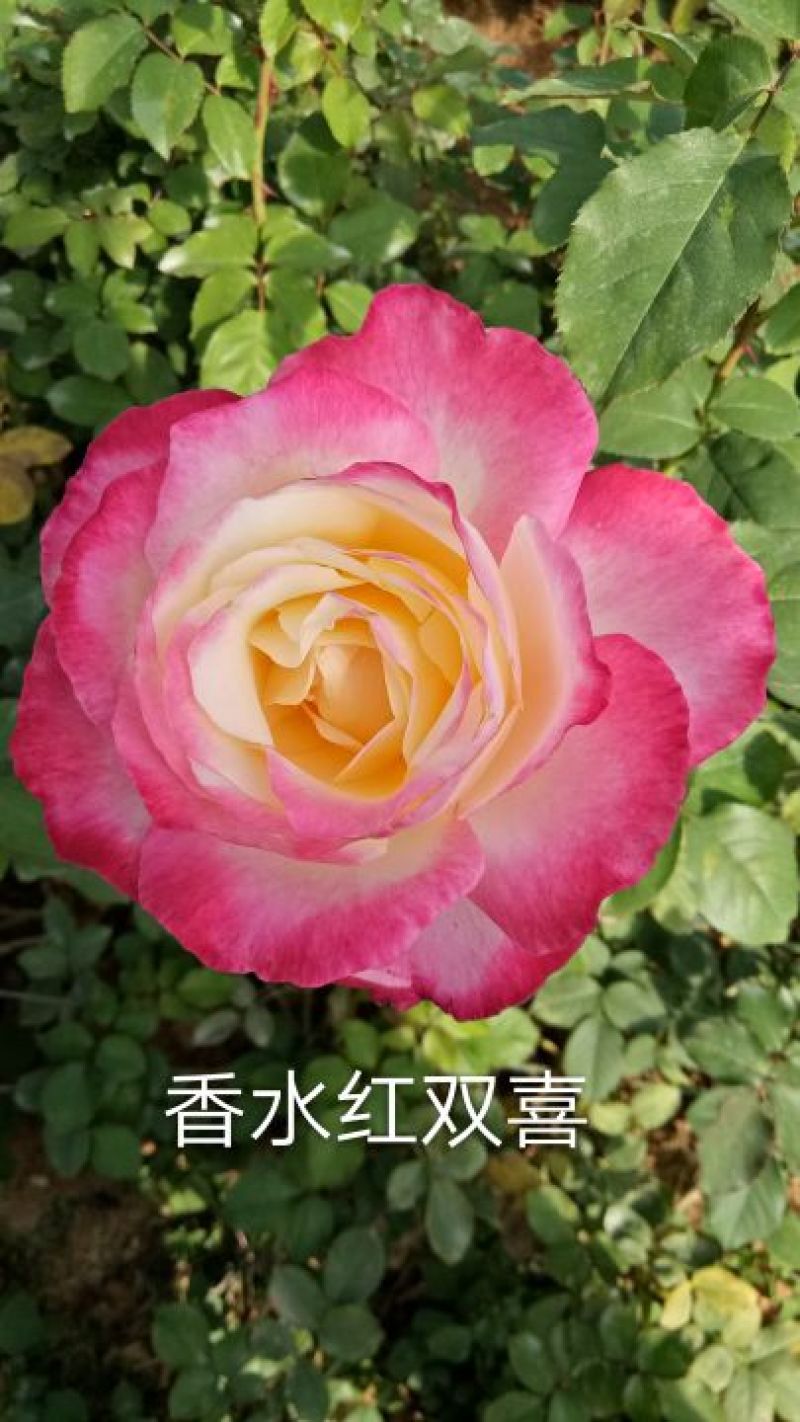 厂家直销大花月季苗微型月季四季开花成活高