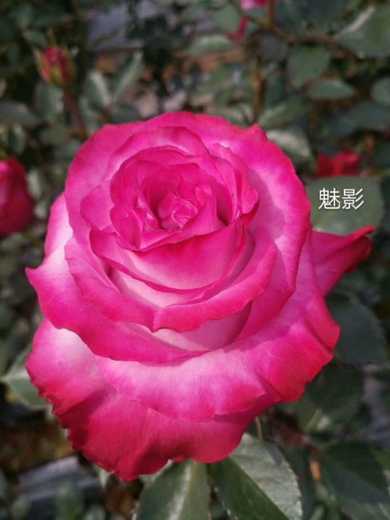 厂家直销大花月季苗微型月季四季开花成活高