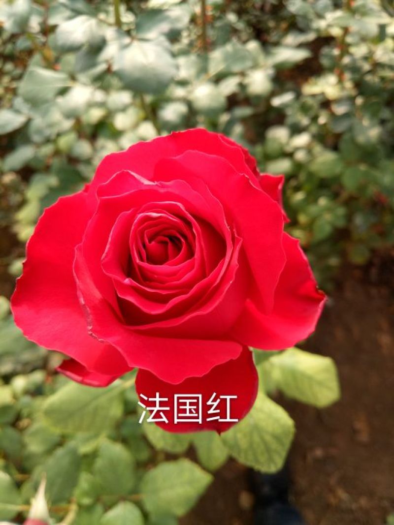 厂家直销大花月季苗微型月季四季开花成活高