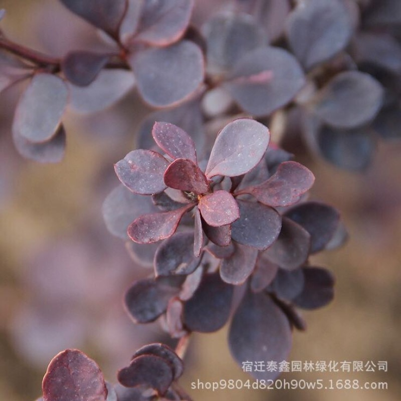 红叶小波2cm以下0.5~1米