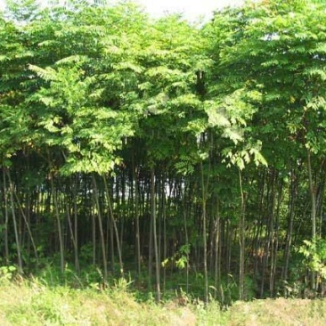 栾树