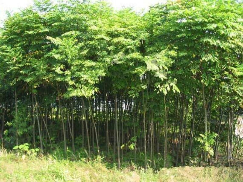 栾树
