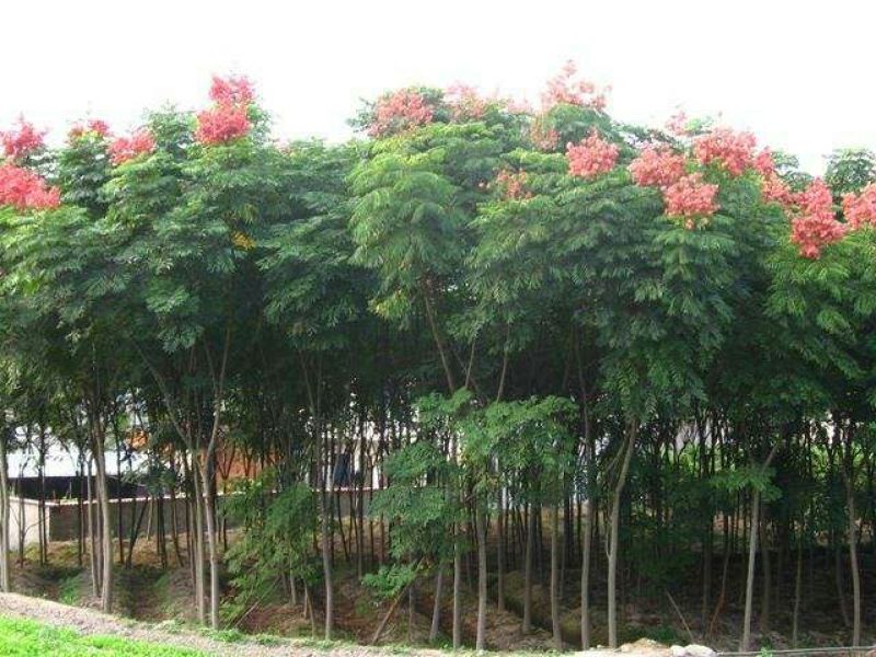 栾树