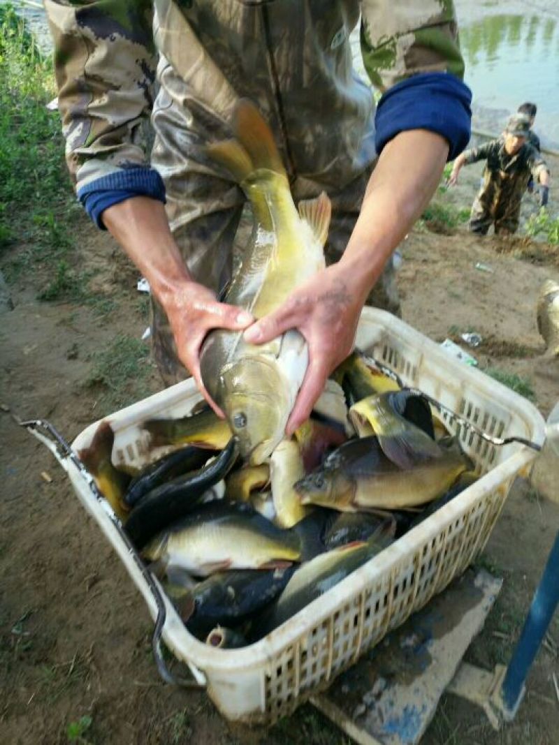 池鲤鱼食用1~2公斤