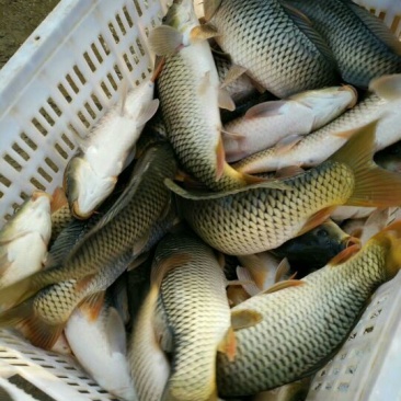 池鲤鱼食用1~2公斤