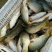 池鲤鱼食用1~2公斤