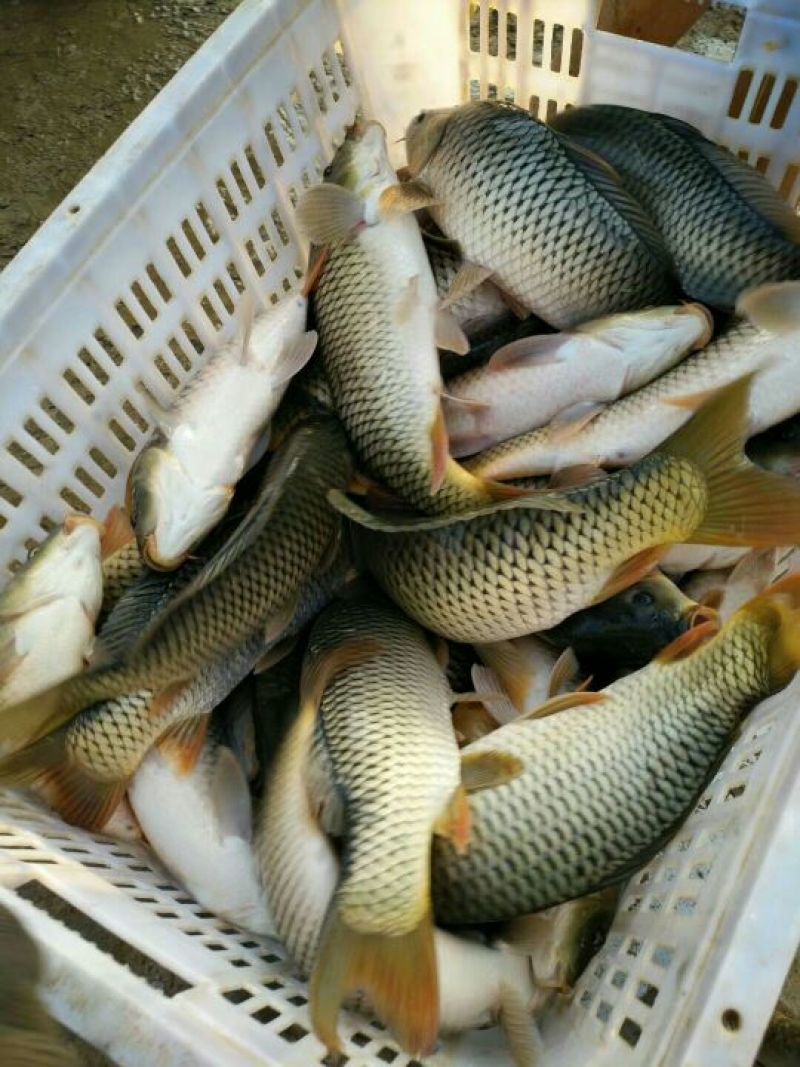 池鲤鱼食用1~2公斤
