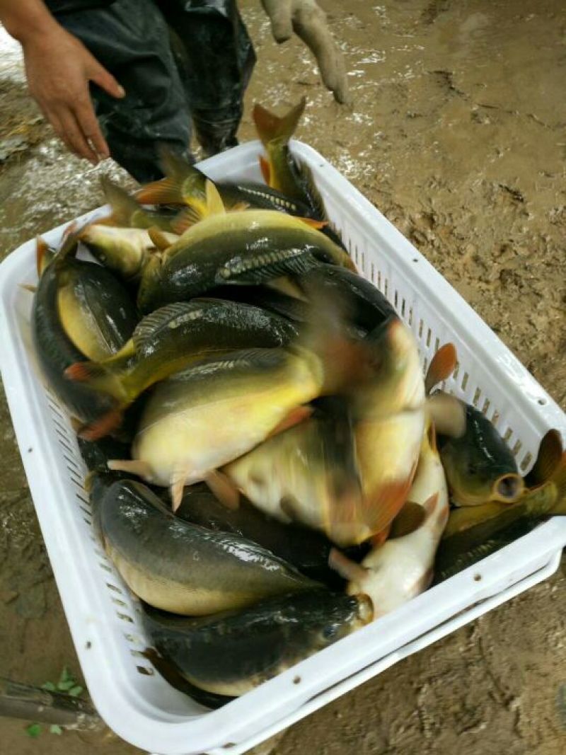 池鲤鱼食用1~2公斤