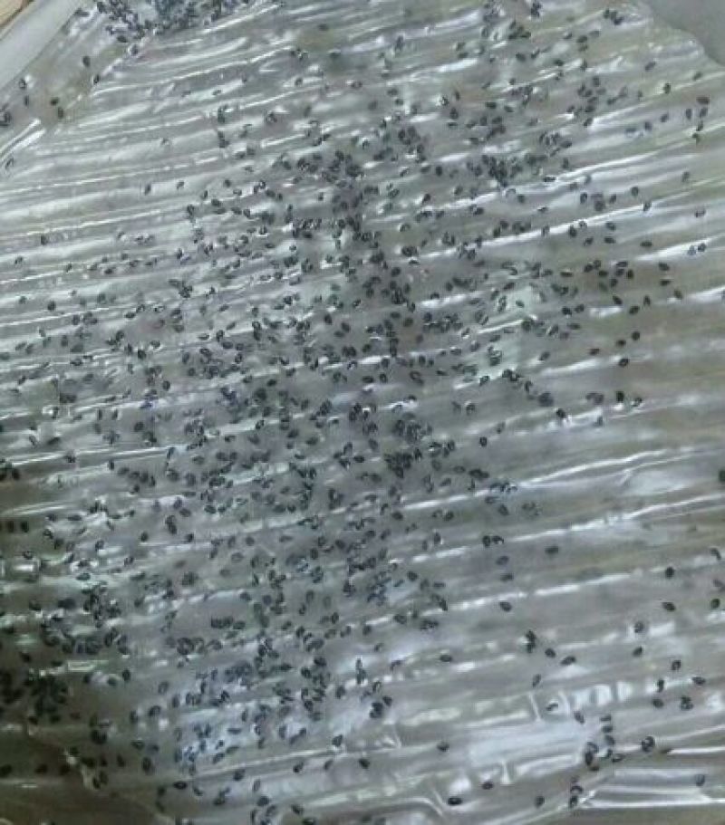 粉皮散装手工粉皮