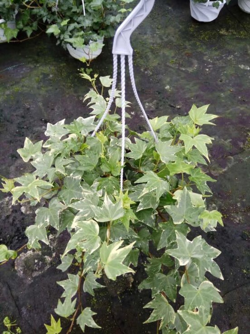 常春藤盆花带盆栽好60~90cm