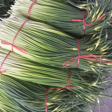 白帽蒜薹通货40~50cm