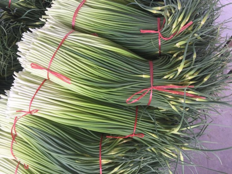 白帽蒜薹通货40~50cm
