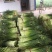 白帽蒜薹通货40~50cm