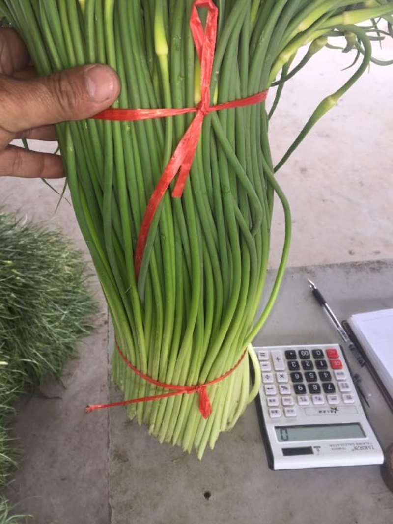 白帽蒜薹通货40~50cm