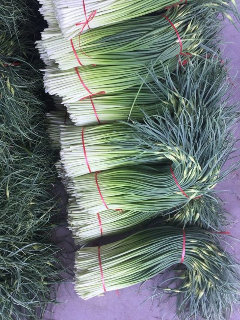 白帽蒜薹通货40~50cm