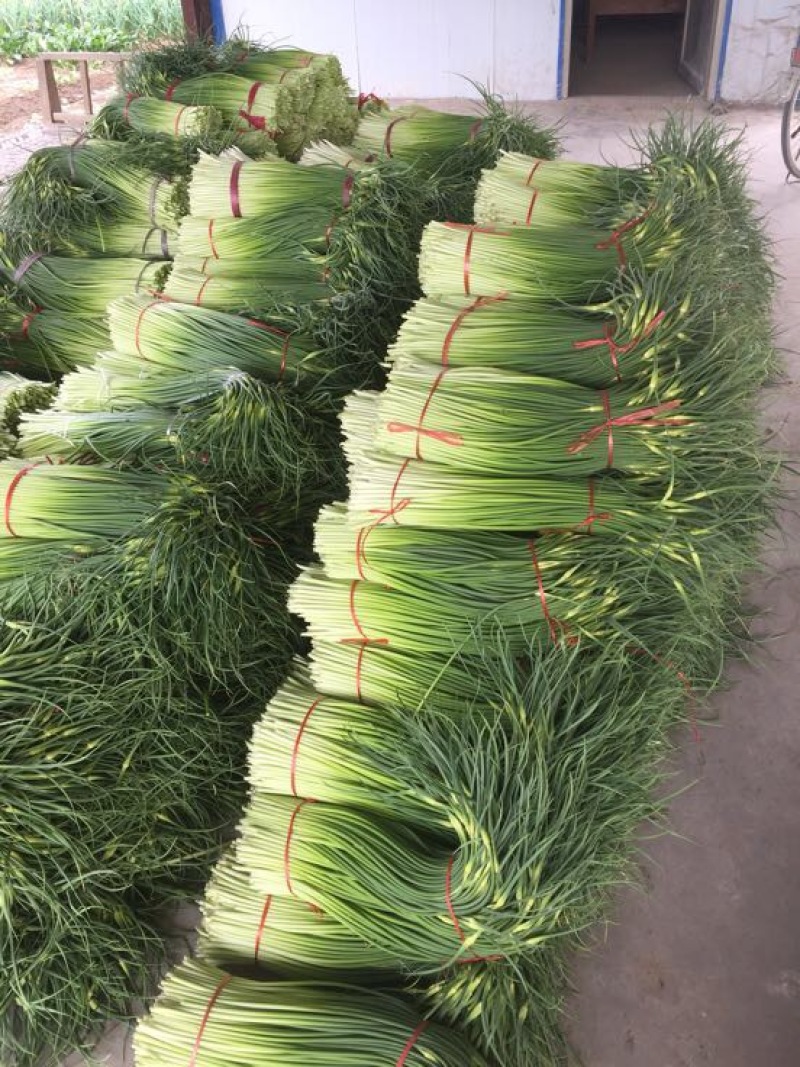 白帽蒜薹通货40~50cm