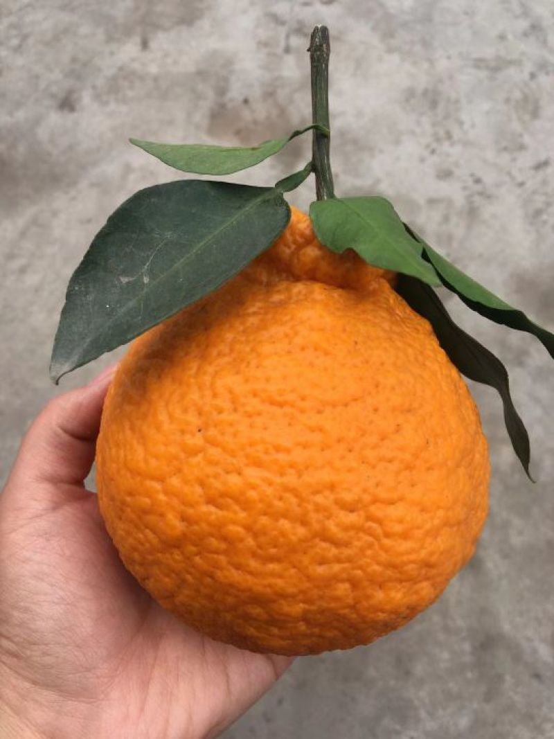 丑柑7.5~8cm