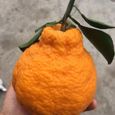 丑柑7.5~8cm