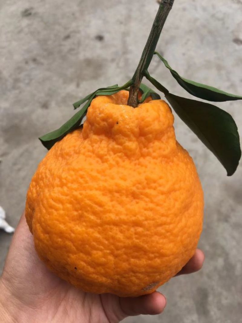 丑柑7.5~8cm
