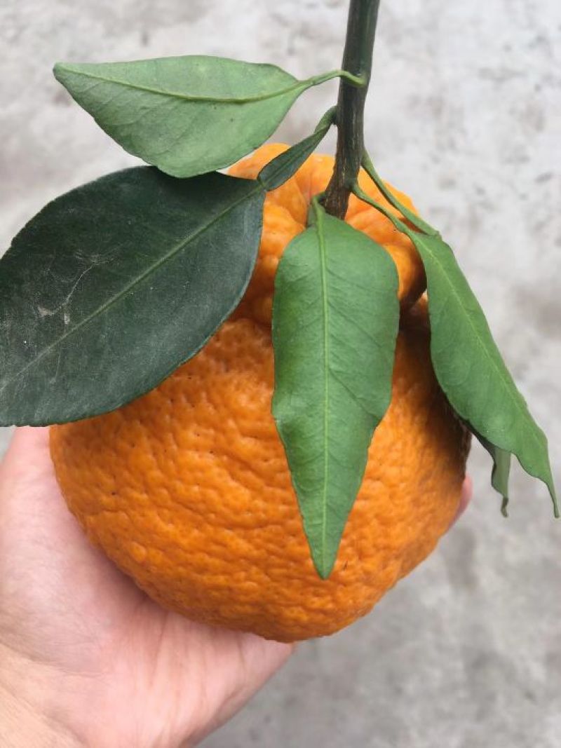 丑柑7.5~8cm
