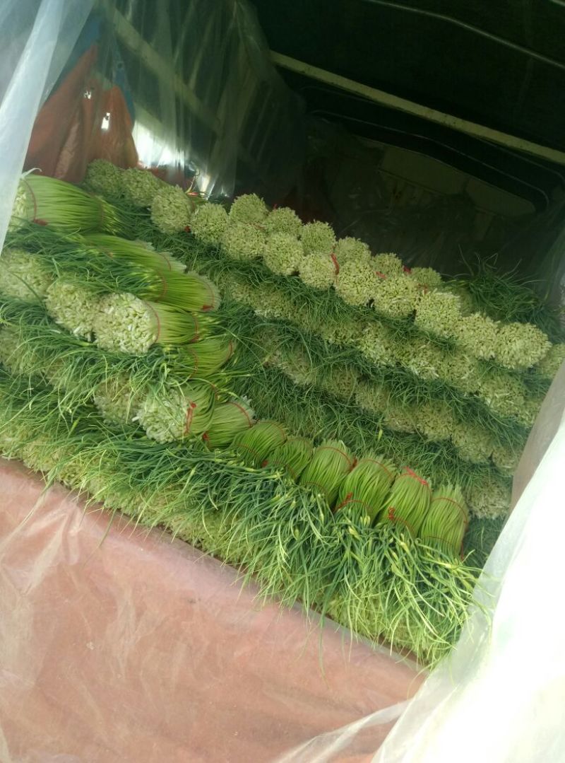 蔬菜专业代办，以诚为本，上货准快，有需要采购的老板欢迎