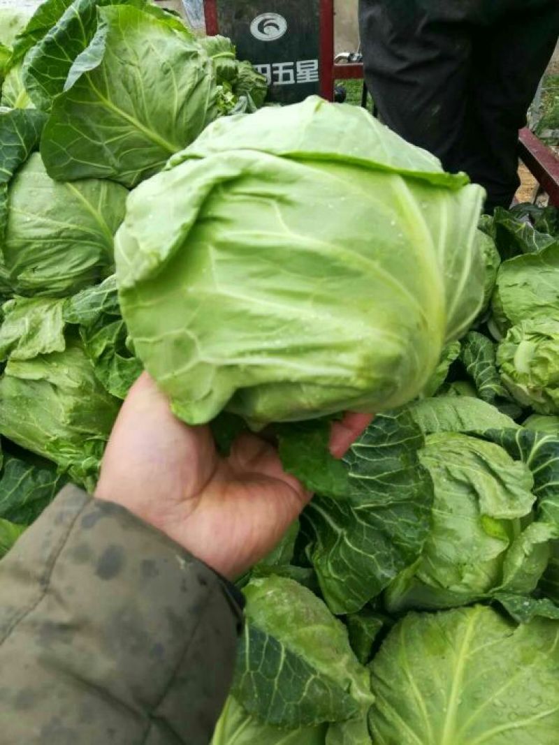 山东郯城红花镇，牛心甘蓝，圆球型甘蓝，松软型，和硬球型，