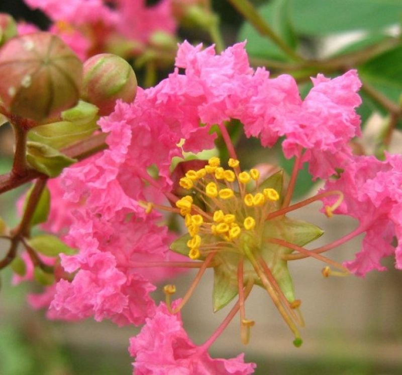 紫薇1~2米4~6cm1.5~2米