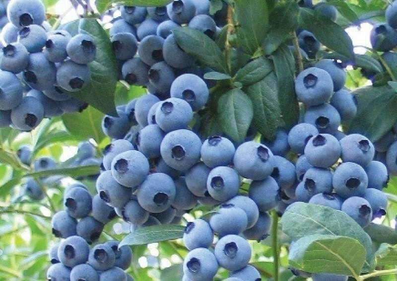 蓝莓苗一年苗~四年苗