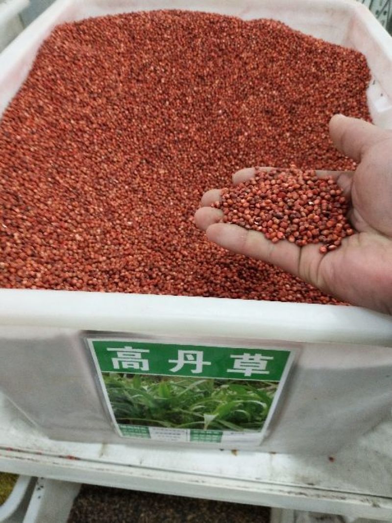 高丹草种子高产牧草适口性好可货到付款