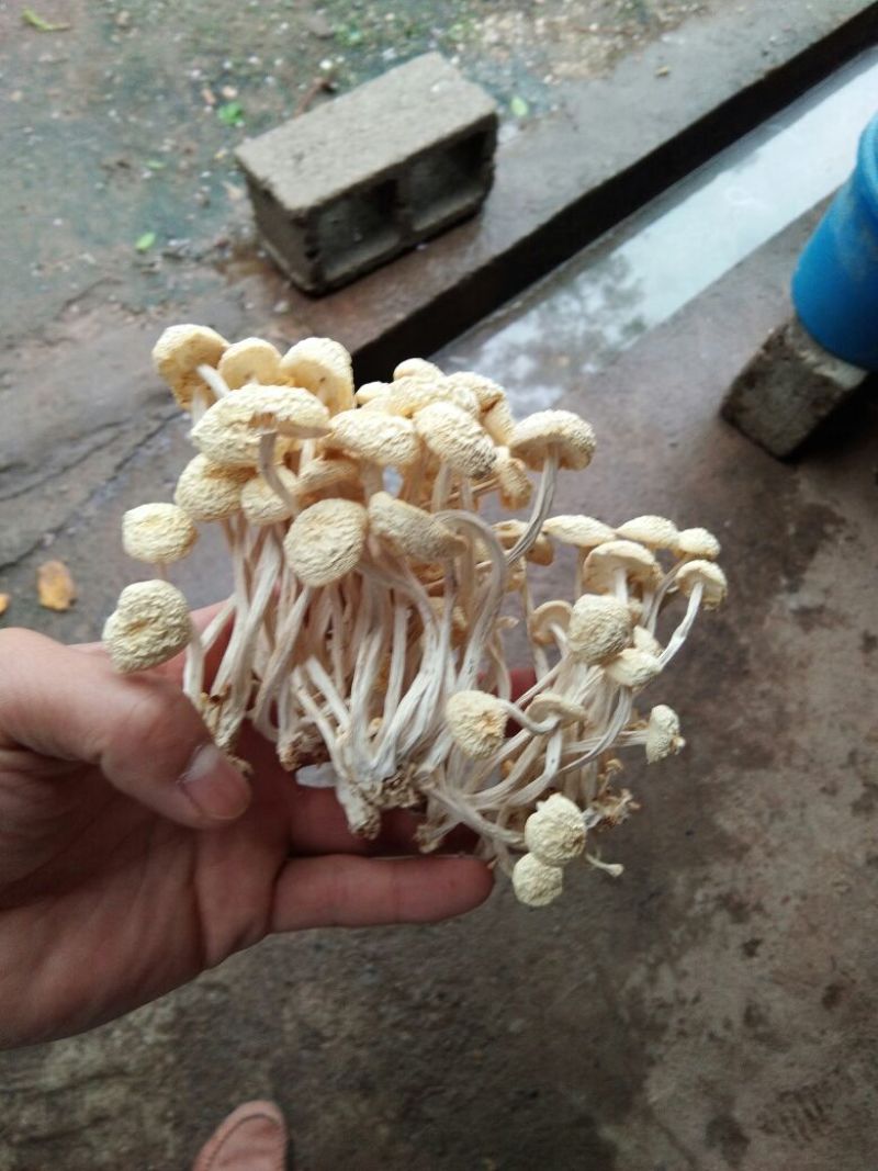 广昌白茶树菇产地直销酒店商超直供菇帽小圆润